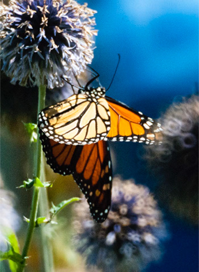 Monarch Butterfly on Globe Thistle in Newcomb NY