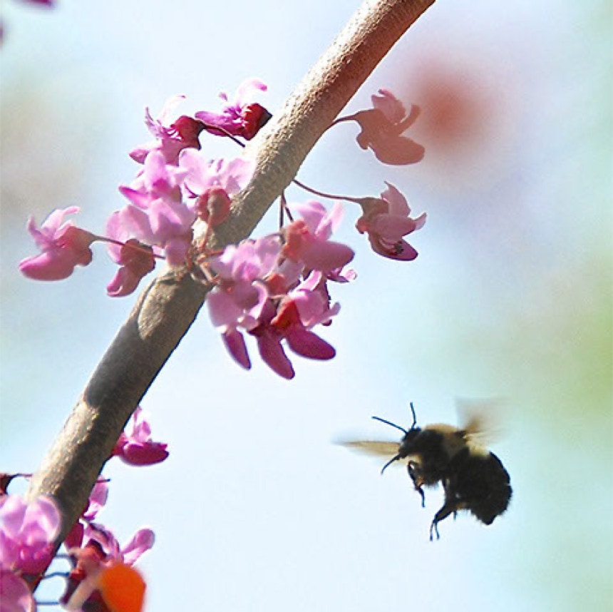Honey Bee in Surry, VA