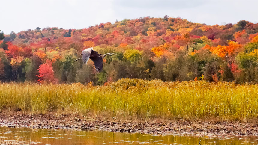 Hudson River Great Blue Heron
